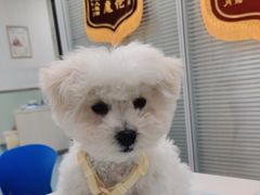 -美美宠物诊疗中心·异宠·骨科(滨江东信分院)