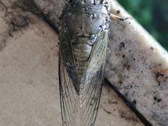 -西安华清御汤酒店