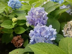 -大洋晶典(东街店)