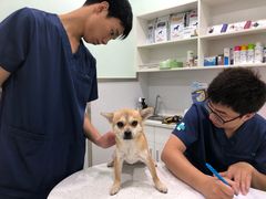 -佳雯宠物医院(金华南路分院)