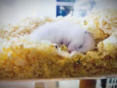 -酷以爬仙阁实体爬宠店·守宫·蜥蜴·专业繁育