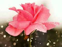 -紫罗兰足浴养生会所(长兴城店)