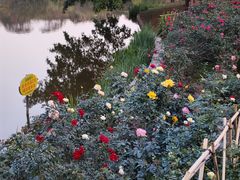 -东莞植物园