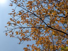 -三圣花乡旅游区