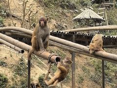 -西双版纳原始森林公园