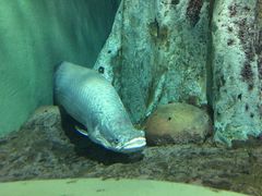 -上海海洋水族馆