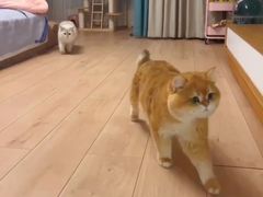 -猫十亿·布偶金渐层·曼基康矮脚猫舍(青年路店)