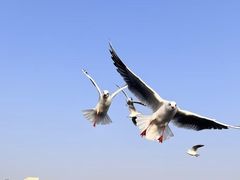 -富临港·蒸汽海鲜·手抓海鲜·炒菜(栈桥店)