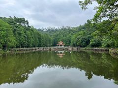 -深圳仙湖植物园