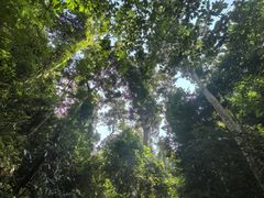 -西双版纳原始森林公园