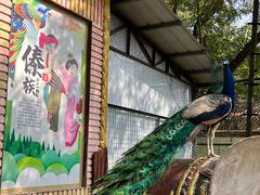 -瑞丽独树成林风景区