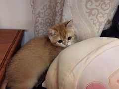 -东方名猫馆·英短金渐层布偶猫舍(环线广场1号楼店)