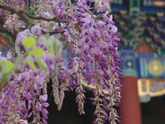 -北京国子监胡同