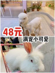 -Moni星球萌宠·小马宝莉·灵蛇·高端高阶全萌宠互动体验俱乐部(红豆国际广场店)
