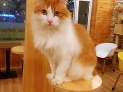 -猫的茶·猫咖