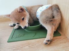 -柴犬小屋·柴餐厅·狗咖食堂(金鼎广场店)