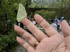 -野象谷景区