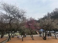 -青龙山国家森林公园