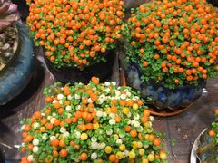 -双季花艺园艺市场(浦东店)