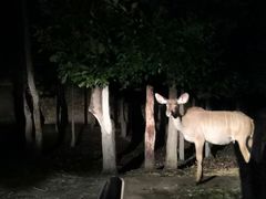 -清迈夜间动物园