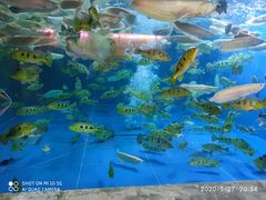 -中环花鸟鱼虫市场