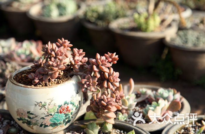 紫荆堂花卉果蔬 会员相册 dpuser_3120193944的相册 多肉盆栽 回应