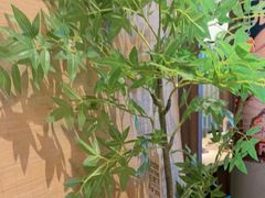 -沼津港精致料理·寿喜烧·烧鸟(漕河泾印象城店)