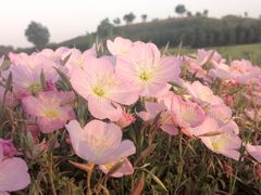 -汉长安城未央宫国家考古遗址公园