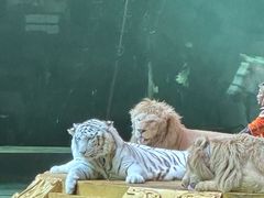 -广州长隆国际大马戏