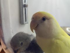 -三峡农家菜(三峡店)