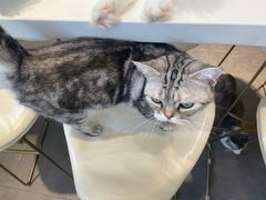 -飞行喵MR PILOT|猫舍·猫咖(静安大融城店)