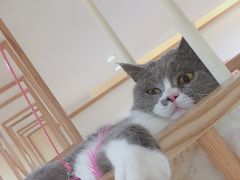 -滚猫咖啡·猫咖·猫友好撸猫(未来城店)