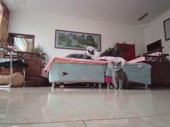 -宠福鑫康馨动物医院·骨科·眼科