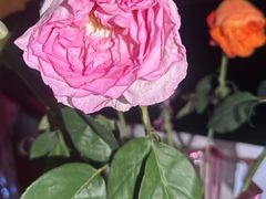 -上海鲜花港