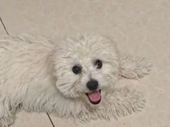 -美联众合动物医院·24h京西诊疗中心