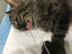 -爱侣宠医·鹦鹉专科·小型哺乳类·异宠专科(灵石路店)