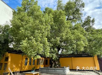 弘一法师曾驻锡 千年古树人侧目