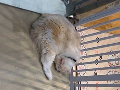 -藏猫猫咖啡主题馆(中央大道店)