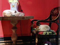 -猫色咖啡·猫咖