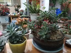 -尼玛藏家风味园(阿山食城店)