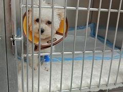 -嘉馨宠物医院·CT影像转诊·心脏科·犬猫全科诊疗中心(下沙大学城院区)
