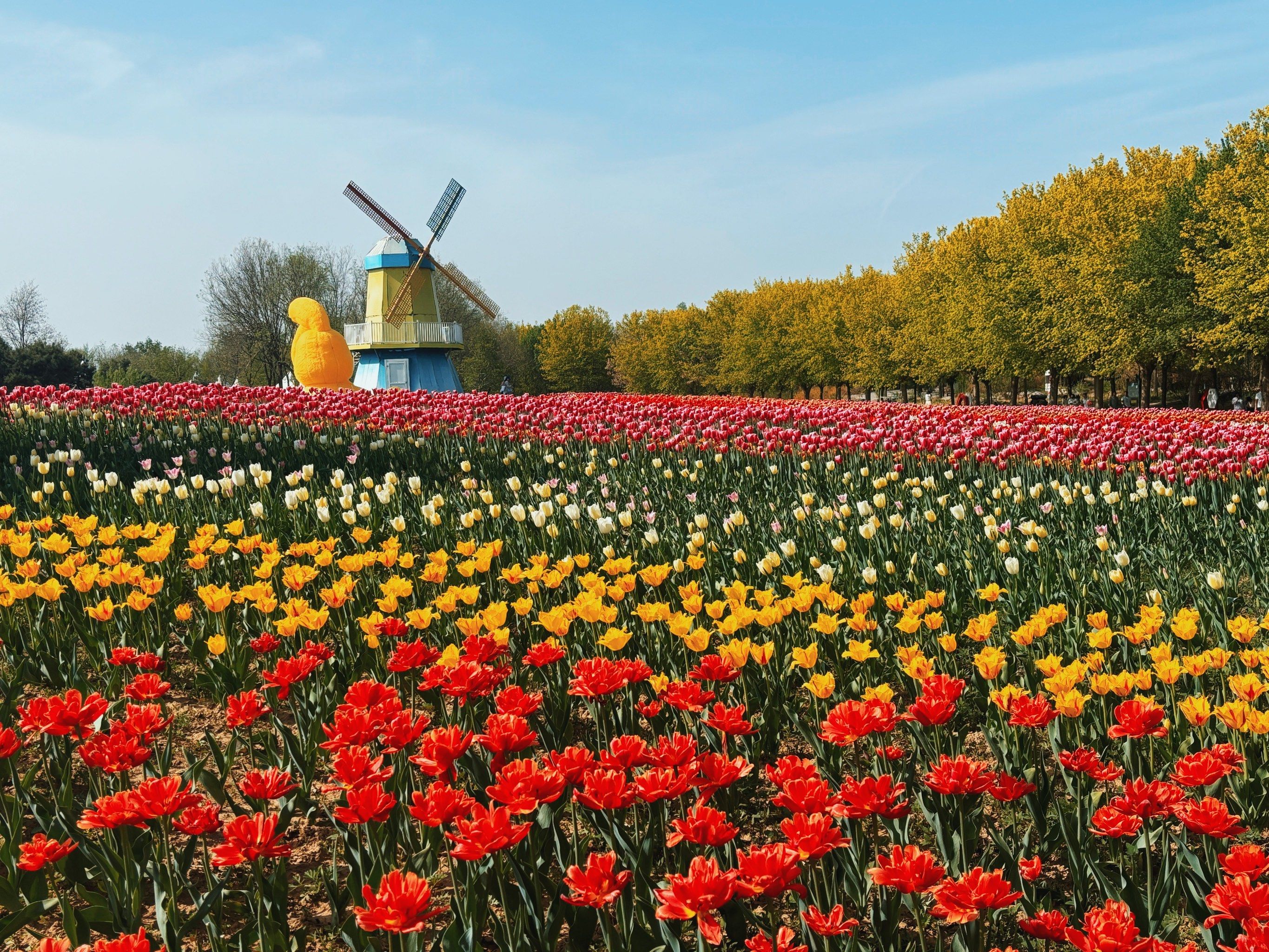 郁金香花海正当时🌷这个人少好拍的宝藏地码住!
