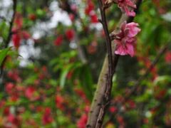 -南国桃园旅游度假区