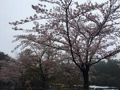 汉拿树木园-汉拿树木园