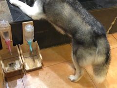 -more than meow吴止猫主题餐厅(承德 中船汇店)