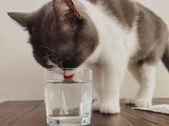 -猫友咖啡店(玉林西路店)
