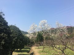 -新建村梅花