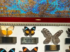 -上海昆虫博物馆