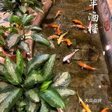 佛山新派粤菜佼佼者｜岁丰酒楼