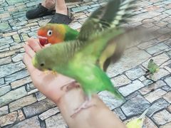 -上海大自然野生昆虫馆(东方明珠·爬宠昆虫探索中心)